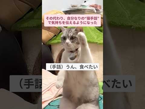 飼い主は耳が聞こえない。だから子猫は自分だけの“猫手話”を作った。「猫は話せないけど、ちゃんと愛してるんだよ」💛🐾 #あなたを癒す命は常にある #物語を描く #子猫がいない世界はありえない