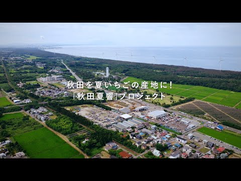 秋田を夏いちごの産地に！「秋田夏響」プロジェクト