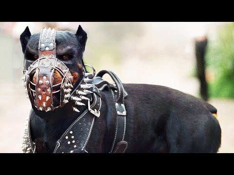 Diese Hunde sind überall auf der Welt verboten