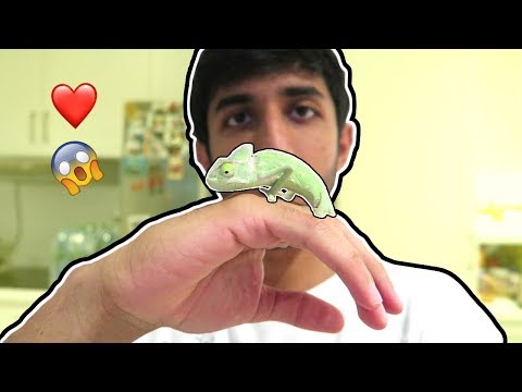 قررت اخذ حيوان أليف! - !!GOT A NEW PET
