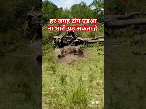 हर जगह टांग अड़ना भरी पड़ सकता है #animal #motivation #sorts