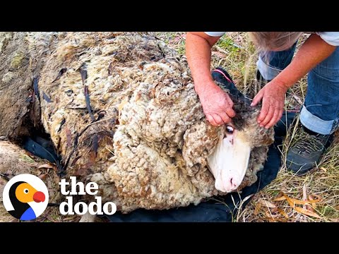 Sheep Covered In Over Eighty Pounds Of Wool Gets A Makeover | The Dodo