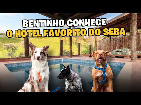 Levamos O Bentinho Para Conhecer O Hotel Favorito Do Seba | Dicas De Mala Pet