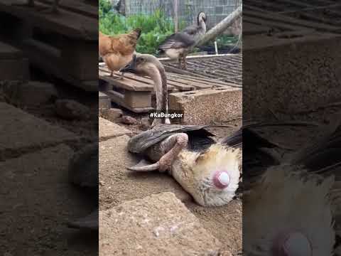 Nangitlog na Gansa #KaBungkor