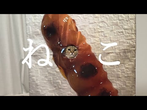 猫の動画サムネイル - 昔、精神状態がヤバかった時に作った動画