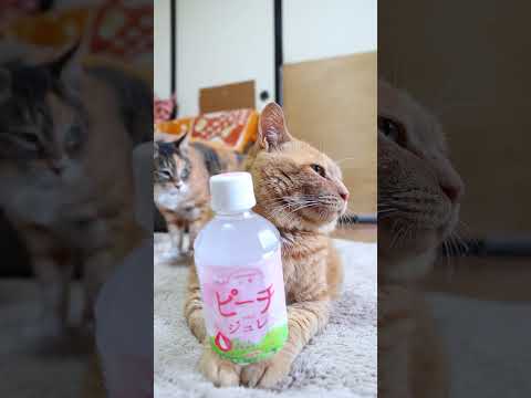 山梨ピーチジュレ　250811 #cat #cute #ネコ　#のせ猫　 #ねこ　 #猫のいる暮らし　 #cutecat　 #猫のいる生活