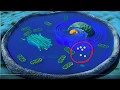Cell Organelles and Their Functions