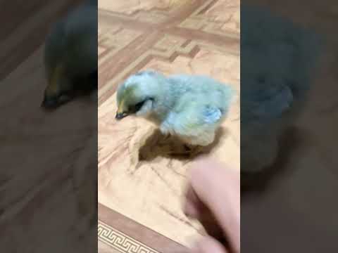 Цыпленок Амераукана #куры #chicken #shorts