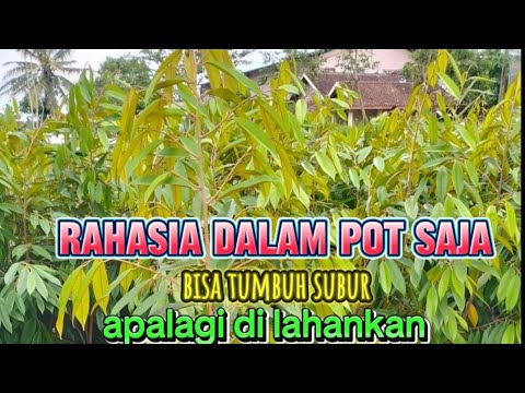 Rahasia jos💯dalam saja pot bisa tumbuh subur ini pupuknya#pupuk