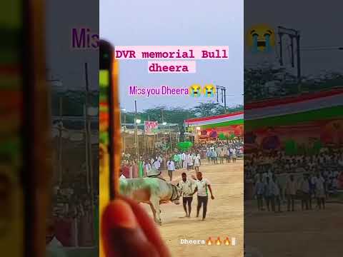 Miss you dheera 😭😭Powerful Bull Dheera 🔥💪🐂🐂🔥🔥💪