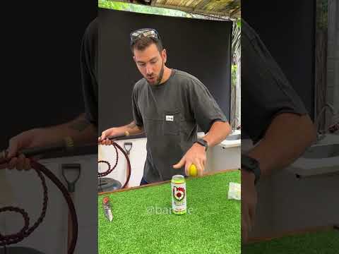 Impresionante la potencia de este látigo para adiestrar búfalos