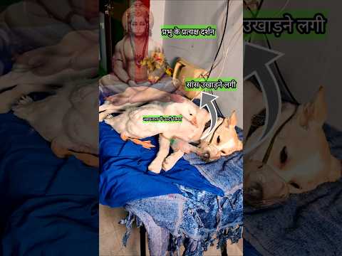 Baby Dog की जिंदगी और मृत्यु के बीच Reo के साथ प्रभु हनुमान और Jerry | #youtubeshorts #petsvlog #Reo