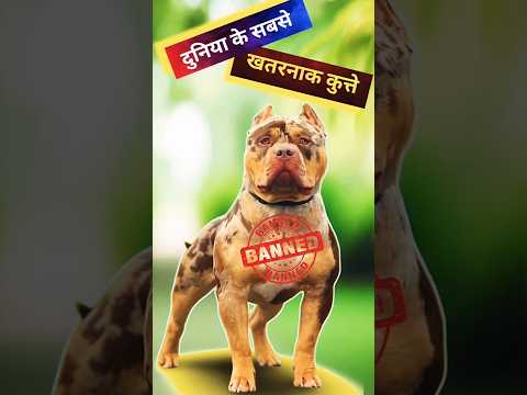 दुनिया के 3 सबसे खतरनाक कुत्ते 😡||Top 3 Dangerous Dogs in the world 😳||#shortvideo #shorts