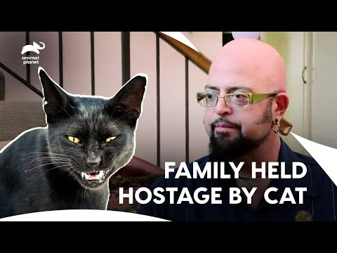 Locked in the Bathroom, Moose Controls the House | My cat From Hell S4 E8 | Animal Planet