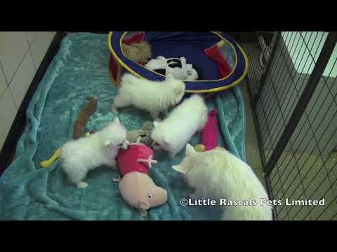 Japanese Spitz Puppy For Sale 09 21