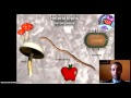 Understanding Food Web Dynamics