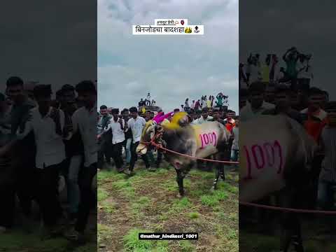 | बिनजोड चा बादशहा ☠️⚔️ | राहुल Bhai | #bailgada #bull #baliraja #bullatraja #bailgadasharyat