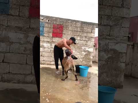 هادي لخرة لية 🙆🏻‍♂️😂 #reels #viralvideo #funny #اكسبلور #viralshorts #tiktok #follow #fyp #like