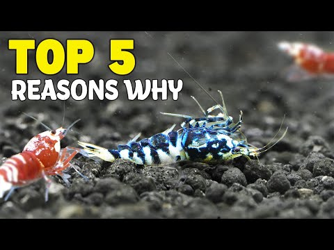 Top 5 Reasons Why Shrimp Die Top 5 Reasons Why Shrimp Die.
Follow these tips to minimise shrimp deaths in your tanks.

I recently