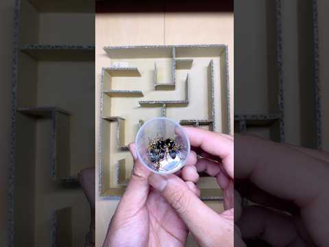 Bombardier Beetle Crosses the Mini Maze – An Exciting Insect Challenge