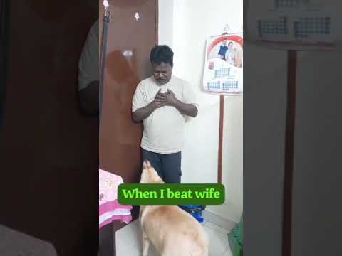 PURE LOVE ! #husband #wife #lab #labrador #bondingwithpets #dogshorts #doglove #dogvideos #love
