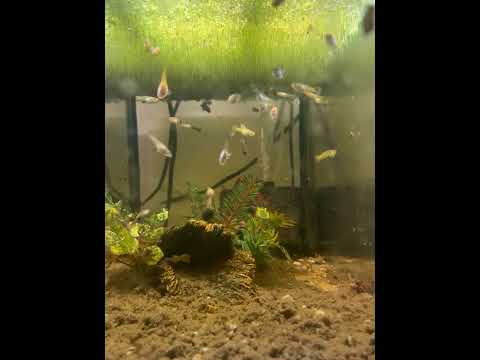 Guppies for sale 