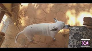 Dicas Pets, Como Cuidar dos Cães e Gatos no Calor