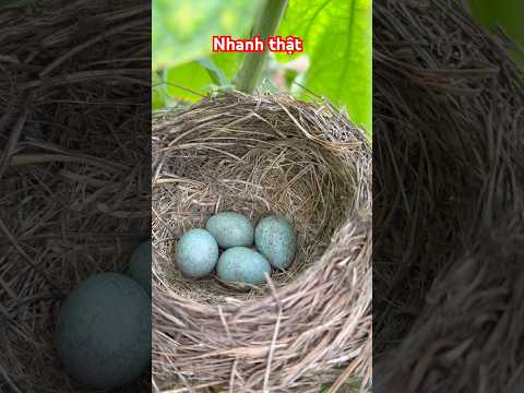 Đất lành chim đậu