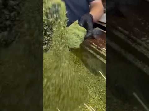Her yerden Antep fıstığı fışkırıyor: Peki bu Antep fıstığı bolluğu nereden geliyor?