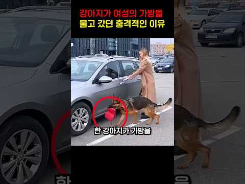 강아지가 여성의 가방을 물고 갔던 충격적인 이유