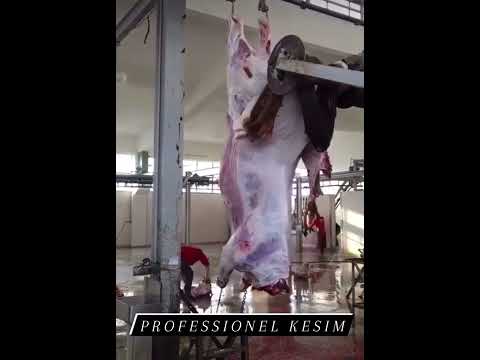 Profesyonel kesim