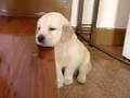 Golden retriever Puppy falliing asleep 5 weeks