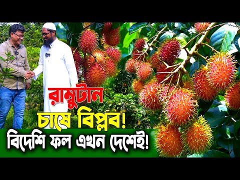 নতুন ফল, নতুন সম্ভাবনা! দেশে প্রথম রাম্বুটান চাষ! খরচ, পরিচর্যা ও লাভ জানুন! রাম্বুটান চাষে বিপ্লব!