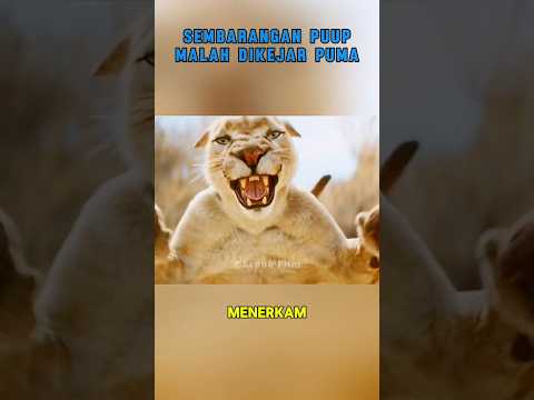 Belum selesai puup dikejar Puma