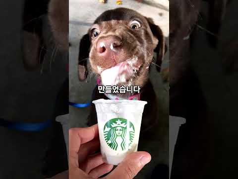 강아지도 먹을 수 있는 스타벅스 메뉴