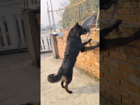 lambi ho teri umar🧿❤️#shorts #germanshepherd #doglove #petlover #shera #pets #trending #youtube