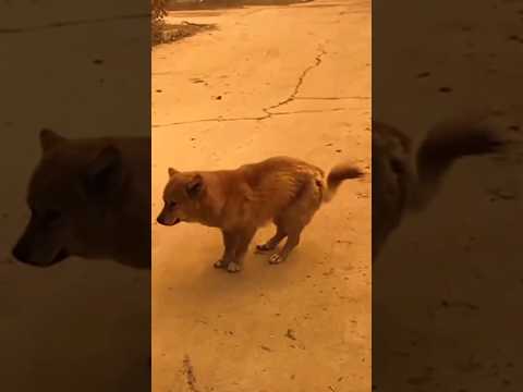 Dancing dog. #ello