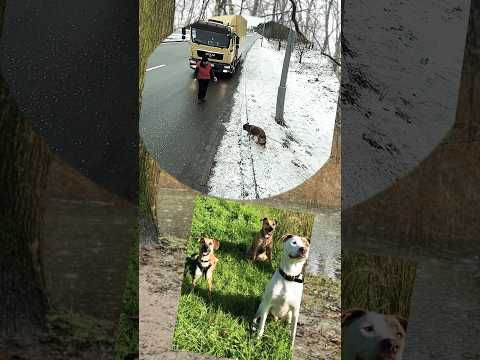When a Good Samaritan undoes damage done by the dog's heartless owner.