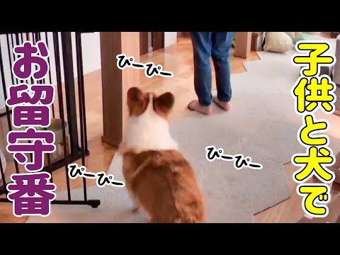 【お留守番】寂しくてぴーぴー鳴いちゃうコーギー