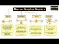 Neurons and Their Functions