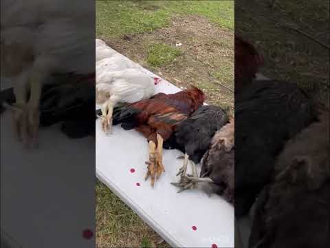 Chicken Processing 101
