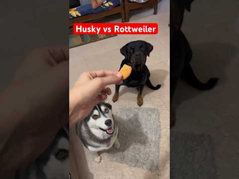 Rottweiler vs husky challenge | #reviewreloaded #rottweiler #husky #dog