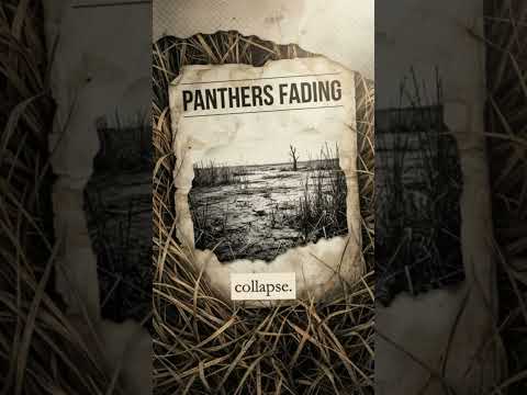 The Parasite Affecting Florida’s Panthers