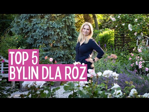 6 bylin, które idealnie komponują się z różami – zobacz, co warto posadzić obok!