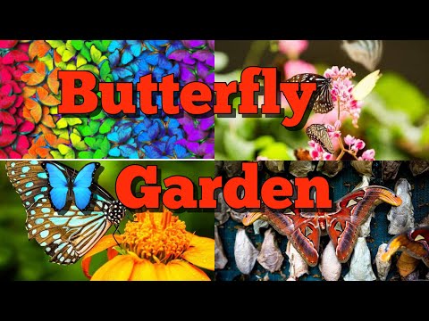 Malaysia butterflies garden Butterfly 🦋 Park visit 2025 Kuala Lumpur