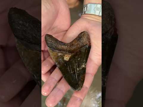 I Found The Worlds Largest Shark Tooth!