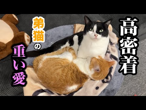 弟猫の重い愛…今日もピッタリ密着寝！