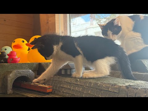 Welcome to the Cat City: Where Rescued Cats Roam Tiny Streets 🐱🏙️