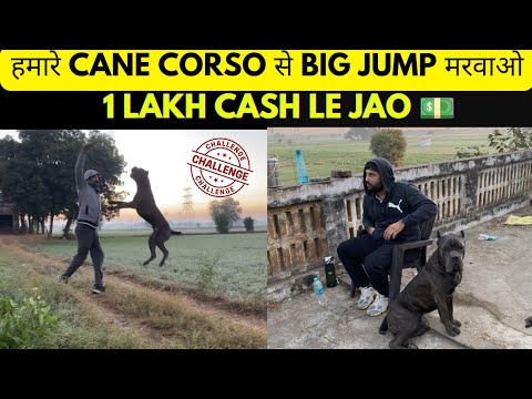 Cane Corso Puppy Available || शेर से भी ज्यादा ताकतवर Bite Force 👹 || @RitikDogKennel177