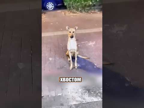 Никто не понимал, почему она такая худая 😥🤯 #милыеживотные #животные